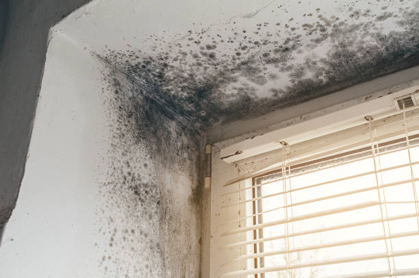 Affordable Mold Inspection And Testing solutions in Maxton, NC